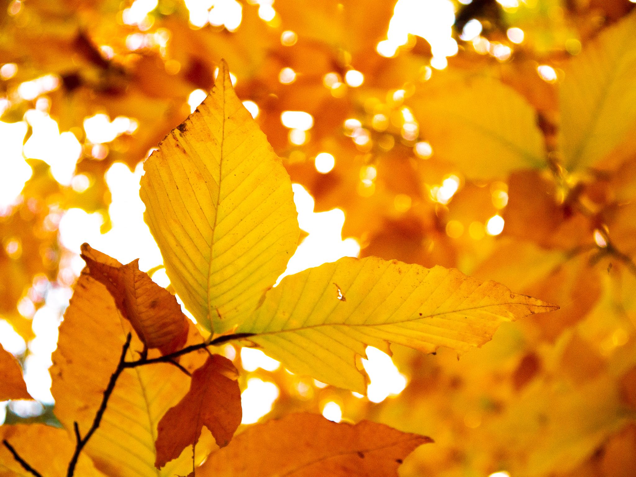 orange leaves